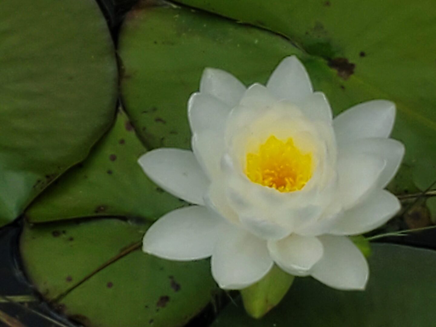 A white flower with yellow center in the middle of it.