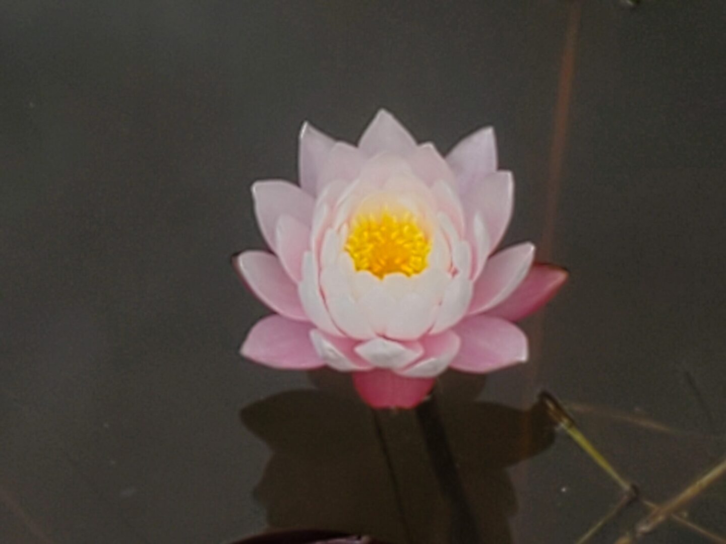 A pink flower with yellow center in water.