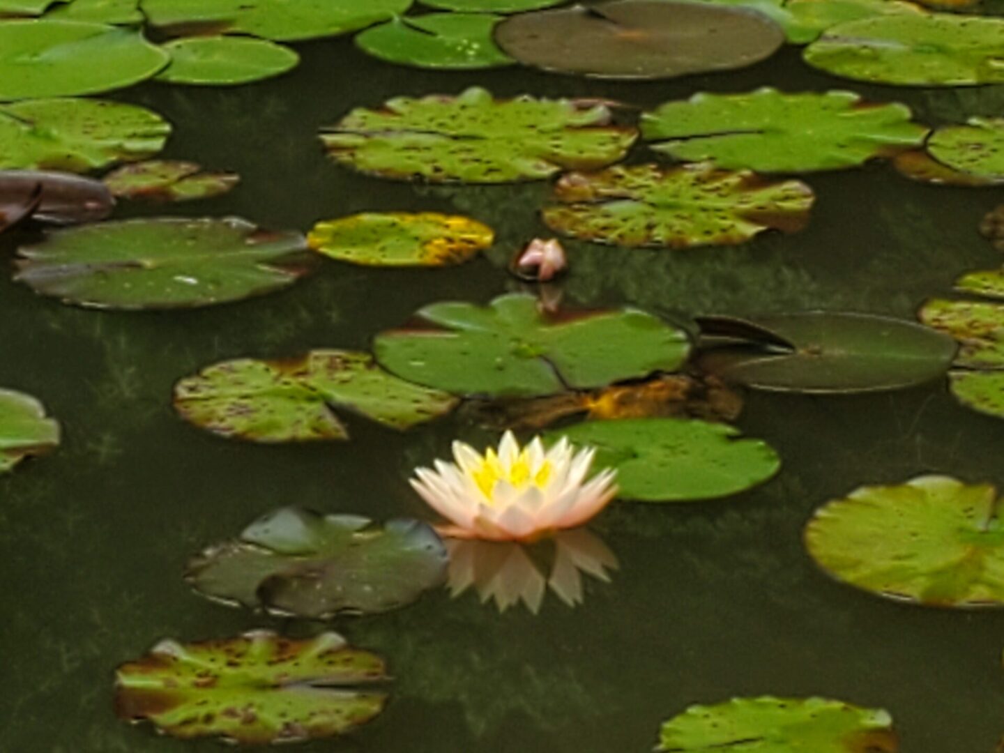 A water lily floating on top of a pond.