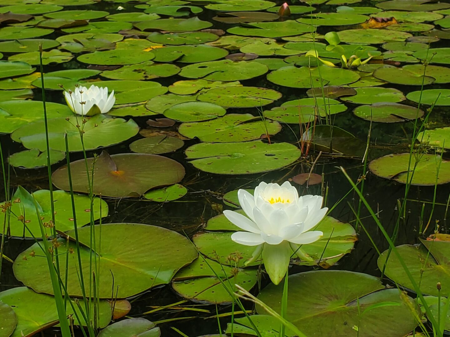 A pond with water lilies and grass in it.