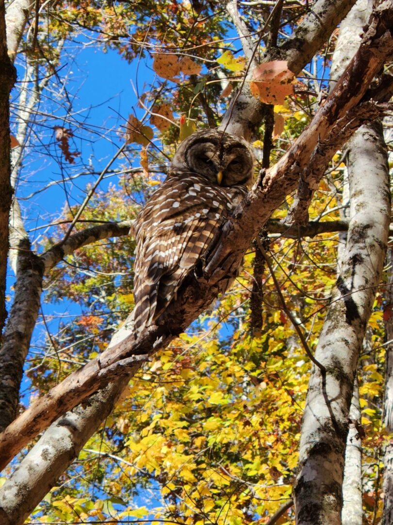 A owl sitting on the branch of a tree.