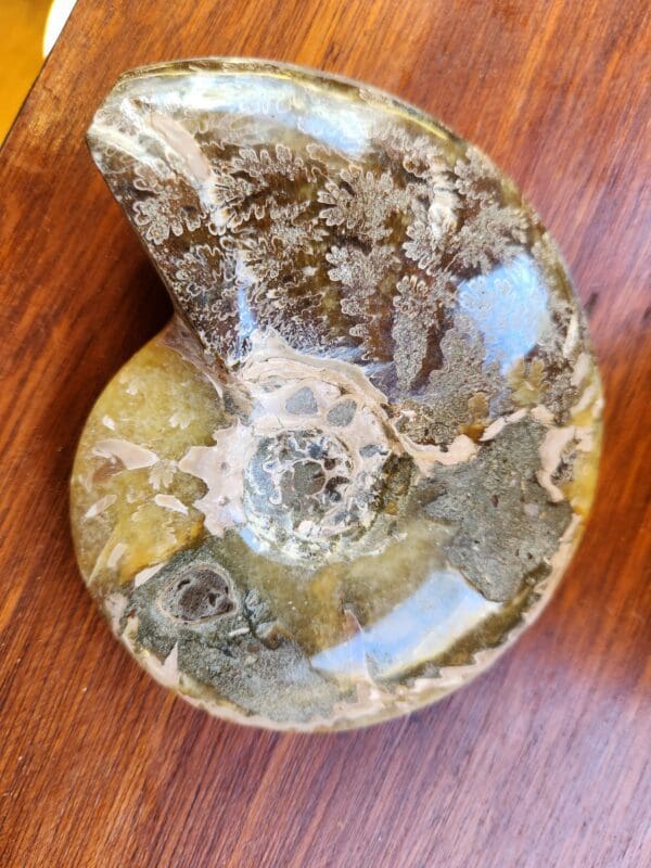 A piece of petrified wood on top of a table.