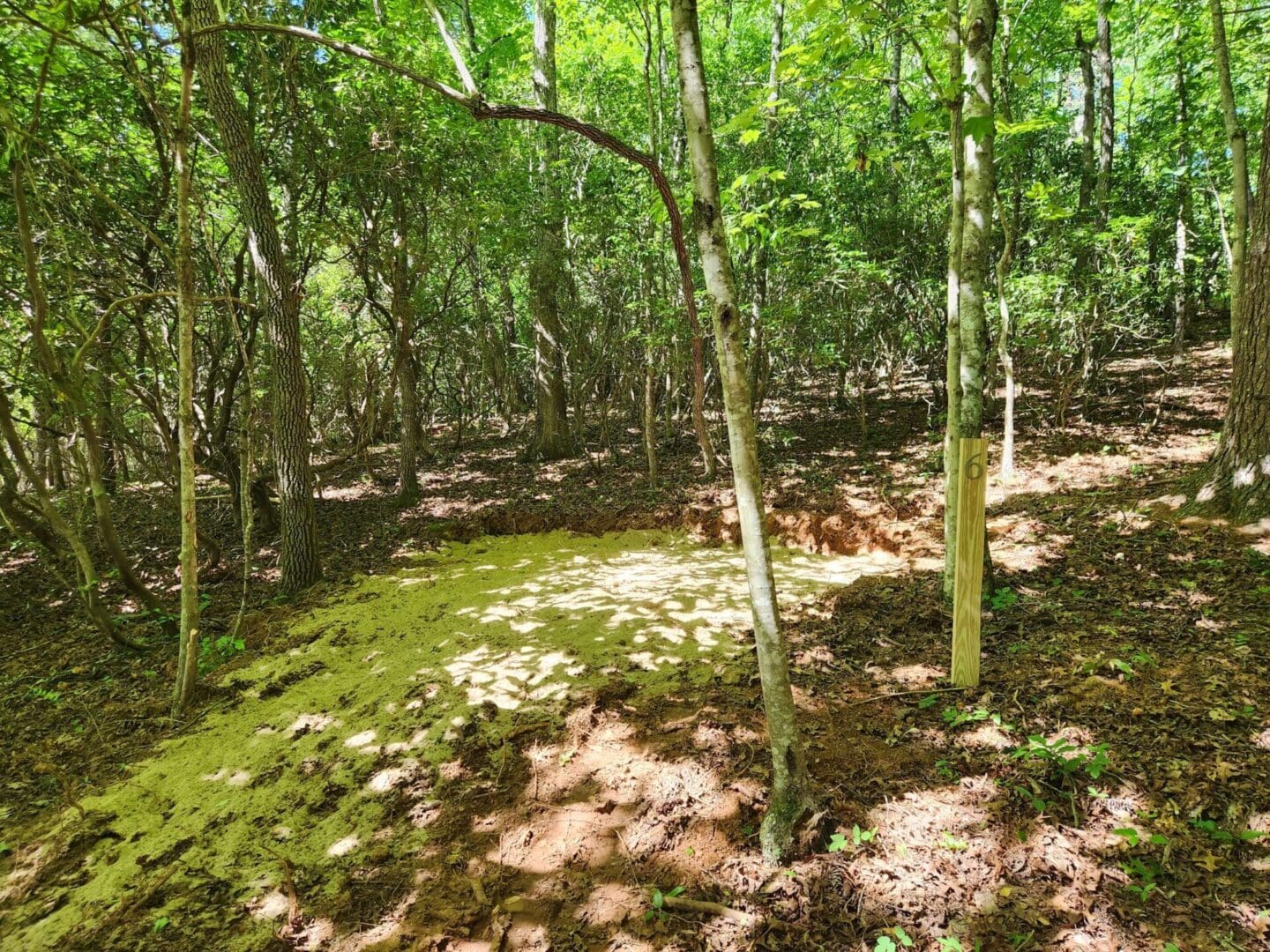 Campsite in a wooded area with a number 6.